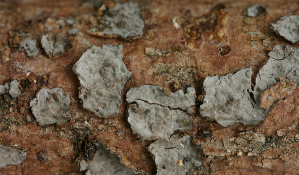 da determinare (Peniophora piceae)